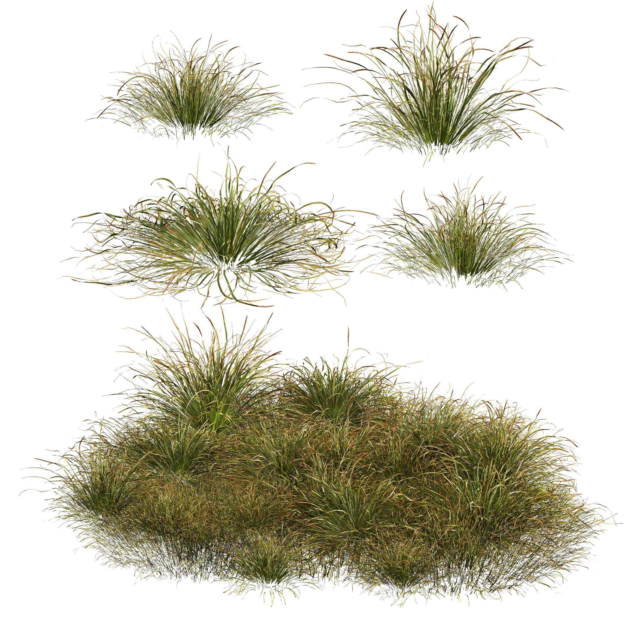 HQ Plants Stipa arundinacea Anemanthele lessoniana Little